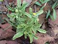 Narrowleaf Golden Knob-Head